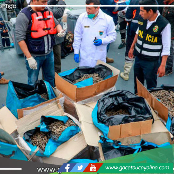 Presentan iniciativas para combatir el tráfico ilegal de fauna y flora silvestre en Perú