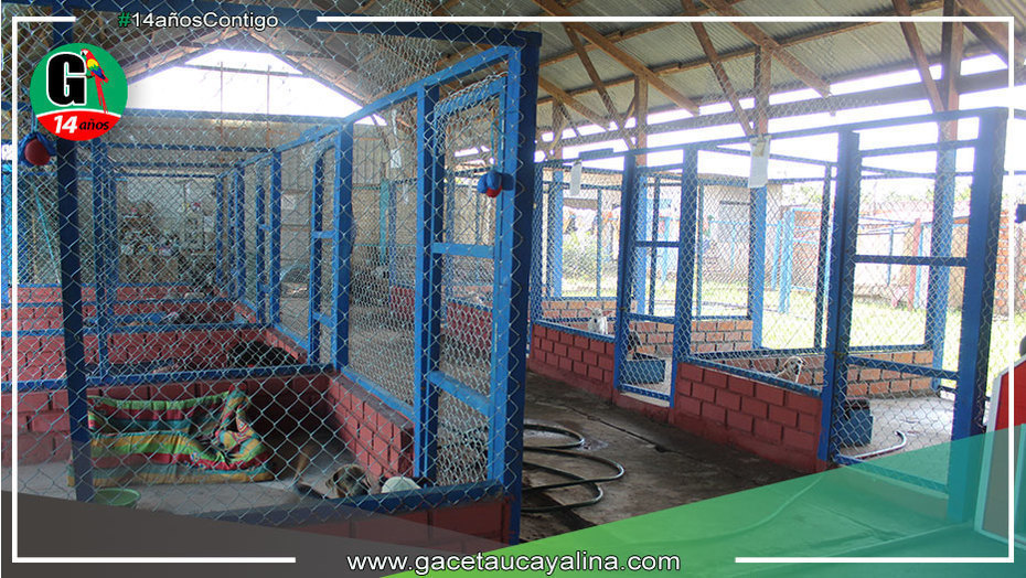 Centro canino municipal continúa con noble labor de recuperar la salud de animales en condición de abandono