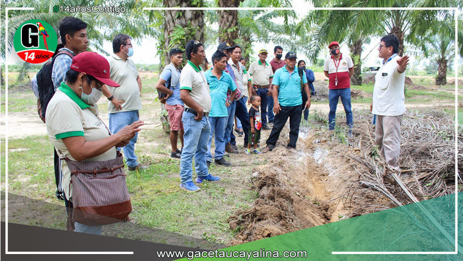 GOREU promueve pasantía para mejorar productividad de palmicultores