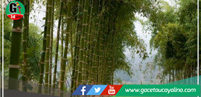 Serfor impulsa la cadena productiva e industrialización del bambú