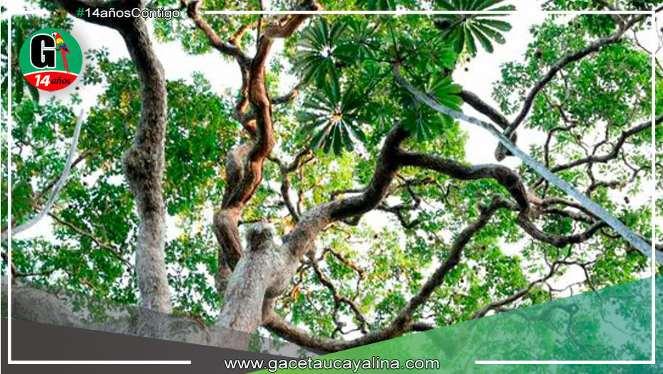 Buscan repoblar bosques con árboles de castañas selectas en Madre de Dios