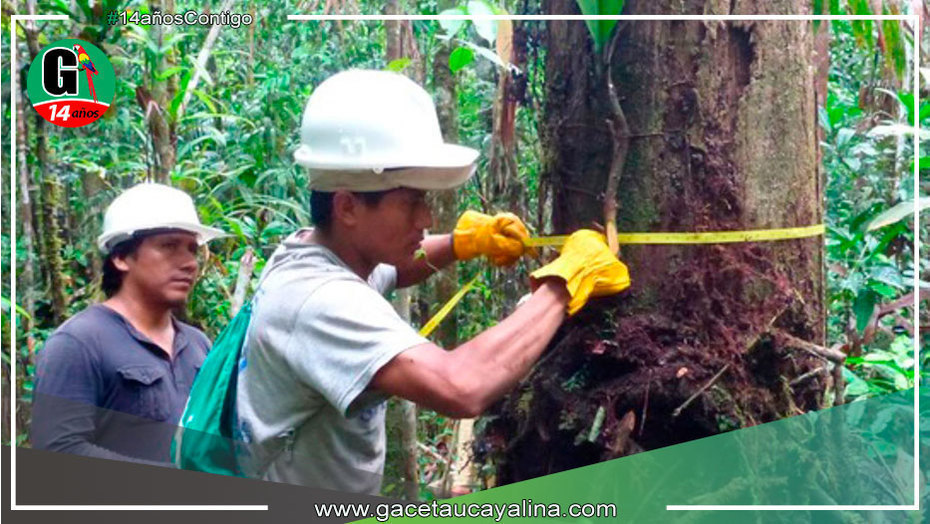 Serfor actualiza análisis de bosques de Loreto para optimizar uso sostenible de recursos