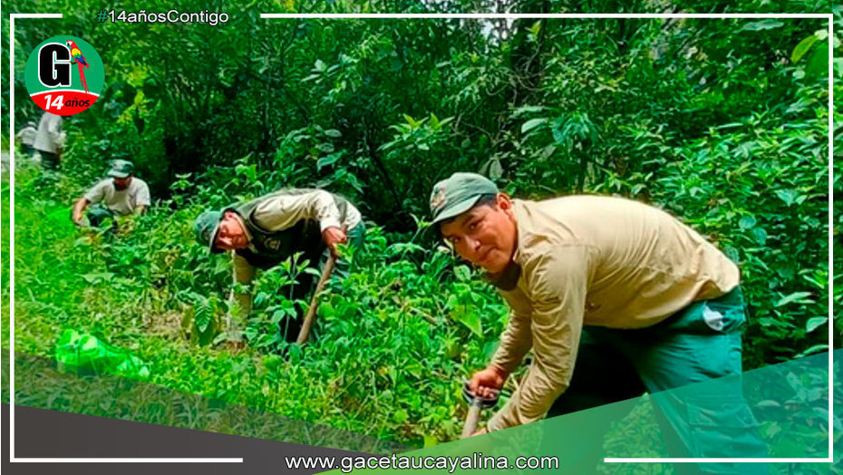 Plantan medio millón de árboles nativos en santuario de Machu Picchu