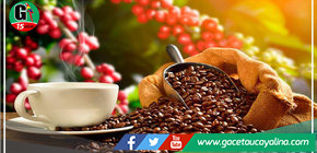 40 tipos de café de ocho regiones compiten por ser el mejor 