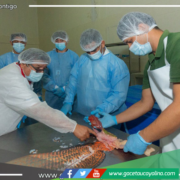 Congresista Vergara, solicita informe al ITP Cite pesquero Amazónico y al ITP Citeforestal Pucallpa