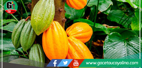 Científicos de la UNTRM identifican variedades únicas en Amazonas 