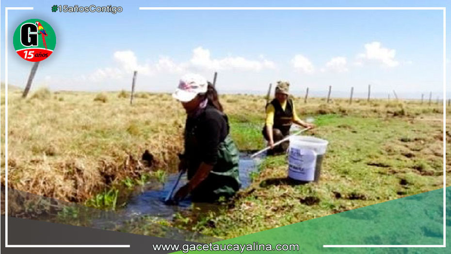 Elaboran censo de rana gigante de Junín en tres áreas naturales protegidas altoandinas