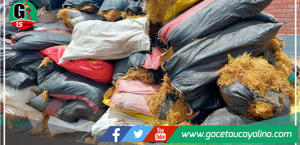 Decomisa 2 694 kilos de musgo de procedencia ilegal que iban a ser usados para decorar nacimientos en Junín