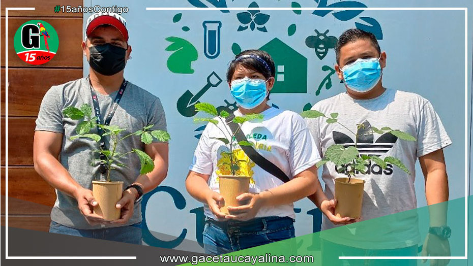 Sembrarán plantas de Tahuarí en el Jr. 3 de octubre en Yarinacocha