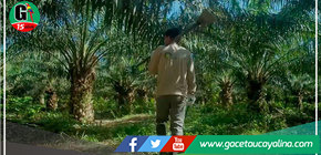 Conozca la responsabilidad social que realiza la empresa Ocho Sur, con CC.NN. de Nueva Requena en Ucayali 