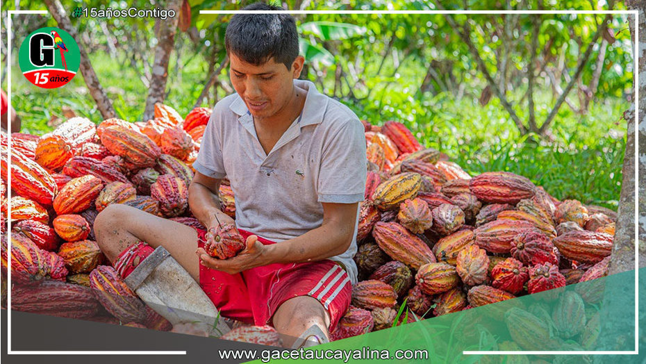Devida transfirió más de un millón de soles para mejorar la producción de cacao en el distrito de Campo Verde