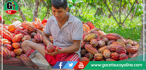 Devida transfirió más de un millón de soles para mejorar la producción de cacao en el distrito de Campo Verde