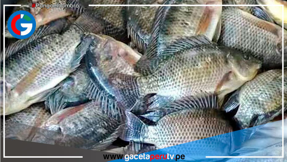 Con más de s/. 2 millones se impulsará crianza de tilapia en el distrito piurano de Suyo
