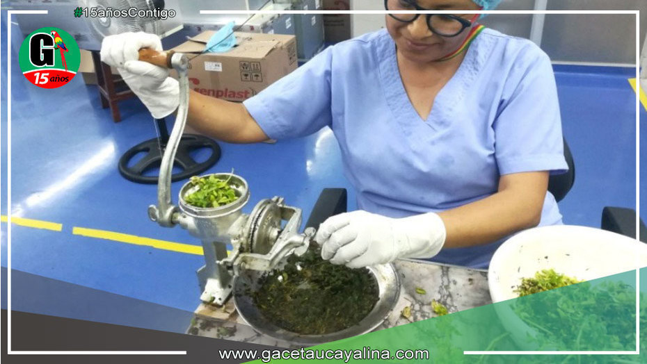 Essalud combatirá al dengue con medicamentos y repelentes de aceite