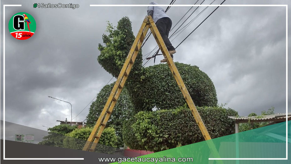 Municipalidad retoca los diseños de arte topiario de Av. Yarinacocha