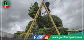 Municipalidad retoca los diseños de arte topiario de Av. Yarinacocha