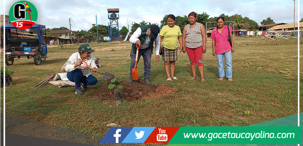 Municipalidad de Yarinacocha reforesta con plantones de Tahuarí en tres parques en el distrito
