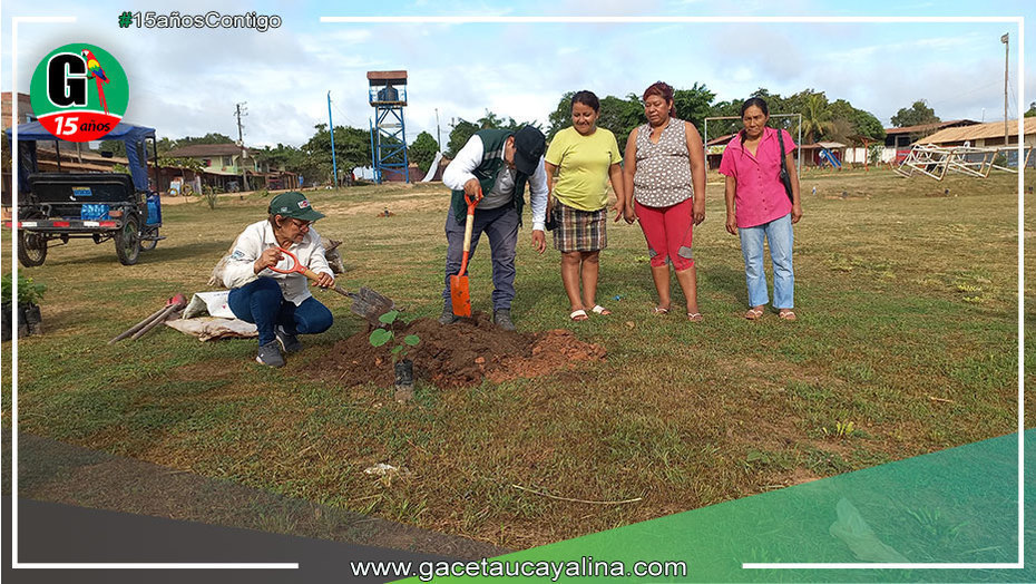 Municipalidad de Yarinacocha reforesta con plantones de Tahuarí en tres parques en el distrito