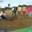 Municipalidad de Yarinacocha reforesta con plantones de Tahuarí en tres parques en el distrito