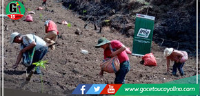 Instalan parcela demostrativa de papa Yungay en centro poblado Ipna 