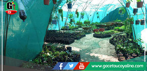 Vivero municipal de Yarinacocha provee a las áreas verdes de instituciones que lo soliciten