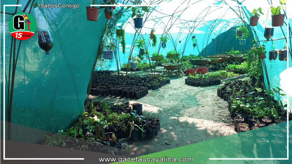 Vivero municipal de Yarinacocha provee a las áreas verdes de instituciones que lo soliciten