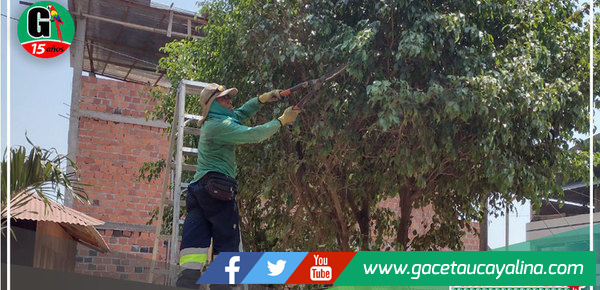 Poda de árboles en Jr. Túpac Amaru y en bulevar de la Glorieta en Yarinacocha