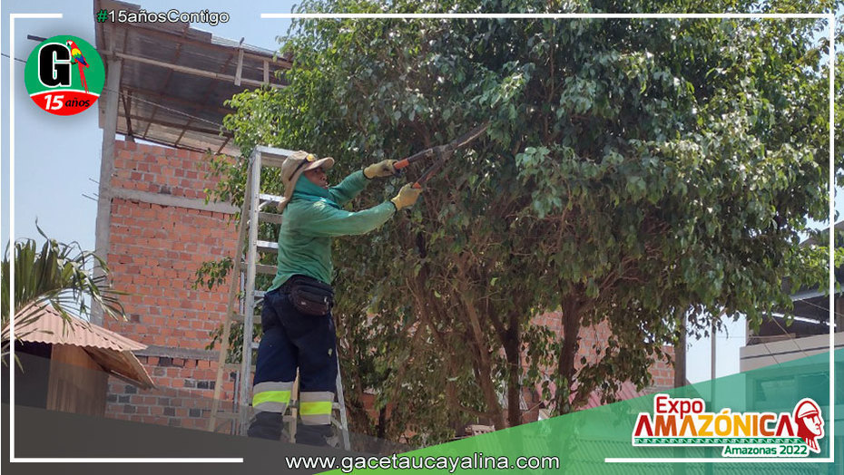 Poda de árboles en Jr. Túpac Amaru y en bulevar de la Glorieta en Yarinacocha