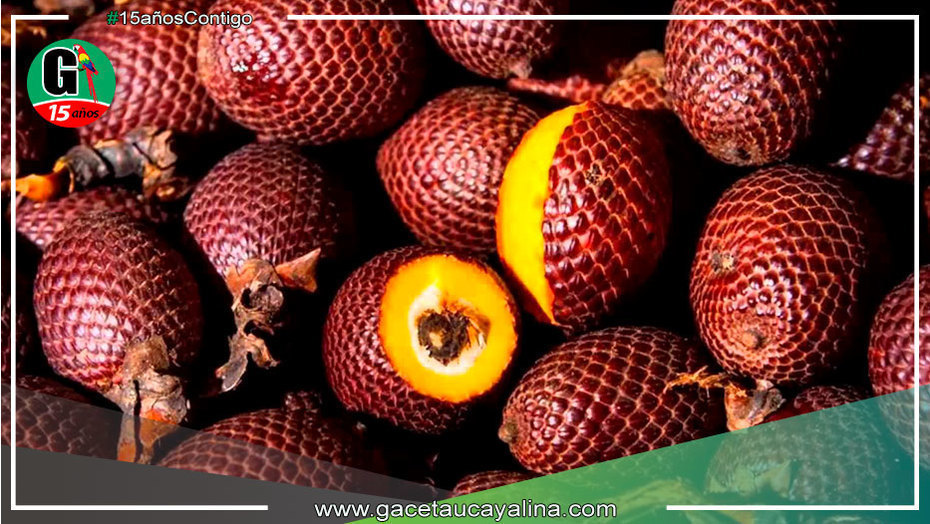 ¿Sabes por qué el Aguaje es el fruto que da vida y cuáles son sus bondades nutricionales?