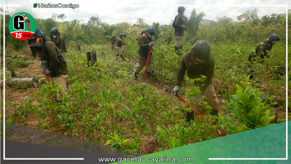 Erradica más de 19 mil hectáreas de cultivos ilegales de hoja de coca en 2022