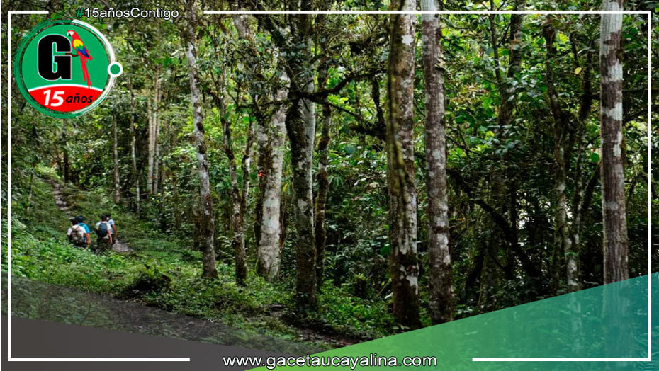 Promoverán la adopción de más de 1700 árboles en la región Amazonas