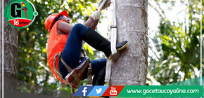 loretanos de comunidades nativas se lucieron como escaladores de aguaje 