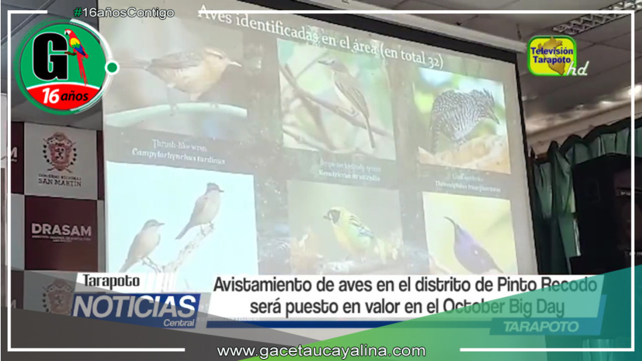 October Big Day: Celebrando el avistamiento de aves en San Martín