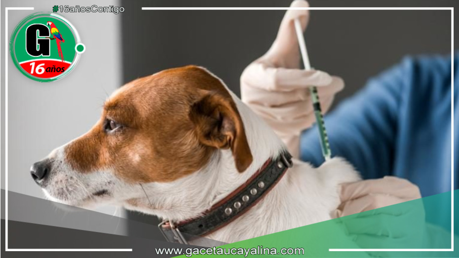 Gobierno regional lanza campaña de Vacunación Antirrábica Canina "VANCAN 2023”