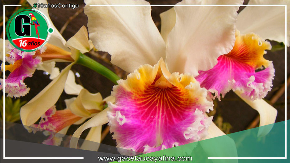 San Martín: Se preparan para celebrar el 28° Festival de la Orquídea 2023