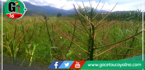 Cultivos de yuca afectadas por plaga de gusanos