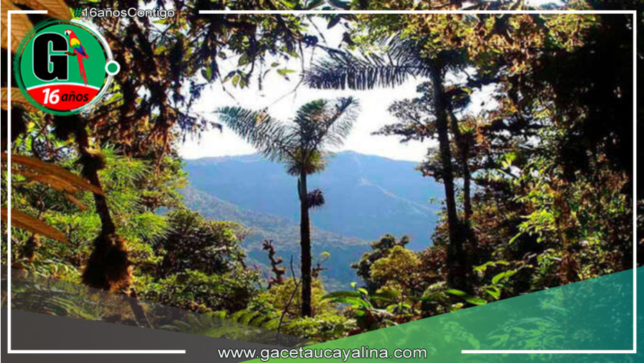 Tocache: SERFOR crea un nuevo bosque local denominado "Mantención."
