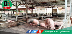 Camal Municipal de Huánuco cerrado