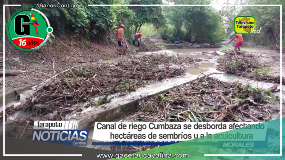 Desbordamiento del canal de riego Cumbaza provoca pérdidas en cultivos y acuicultura