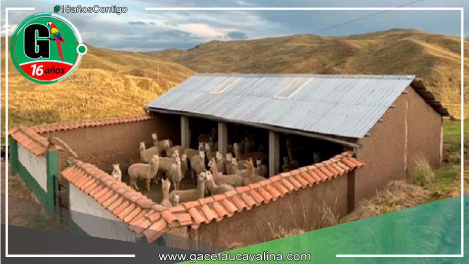 Huánuco cuenta con 86 cobertizos que protegen del frío a ganados