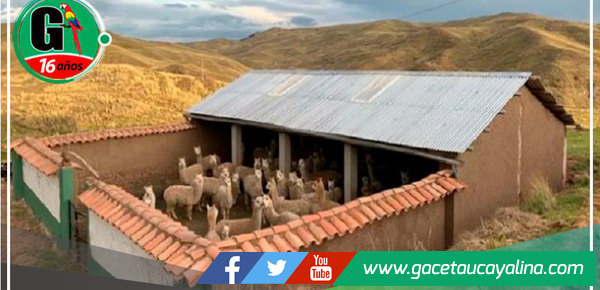 Huánuco cuenta con 86 cobertizos que protegen del frío a ganados