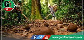 Firman convenio para impulsar certificación de origen legal de la castaña en Madre de Dios