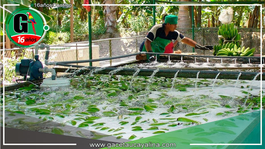 Impulsarán la innovación y el desarrollo productivo en Amazonas y Huánuco