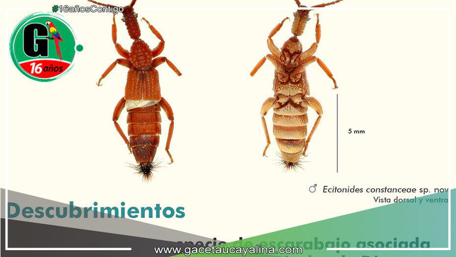 Madre de Dios: Científicos descubren nueva especie de escarabajo