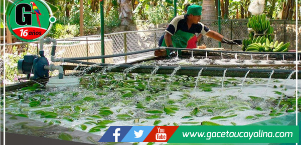 Impulsarán la innovación y el desarrollo productivo en Amazonas y Huánuco 