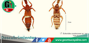 Madre de Dios: Científicos descubren nueva especie de escarabajo