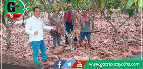 Devida monitorea  actividades del Proyecto Cacao en Campo Verde 