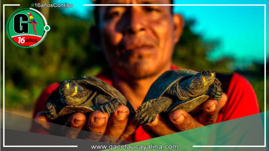 Taricayas rescatadas regresan al hogar en el Parque Nacional Cordillera Azul