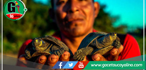 Taricayas rescatadas regresan al hogar en el Parque Nacional Cordillera Azul