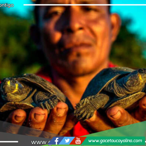 Taricayas rescatadas regresan al hogar en el Parque Nacional Cordillera Azul